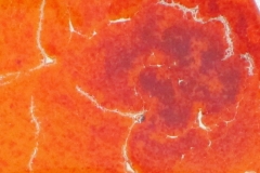 mokaka_glas_tanne03b