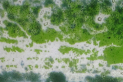 mokaka_glas_tanne02b