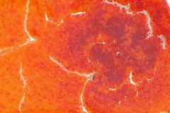 mokaka_glas_tanne03b