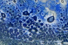 mokaka_glas_tanne04b