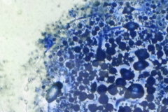 mokaka_glas_tanne06b